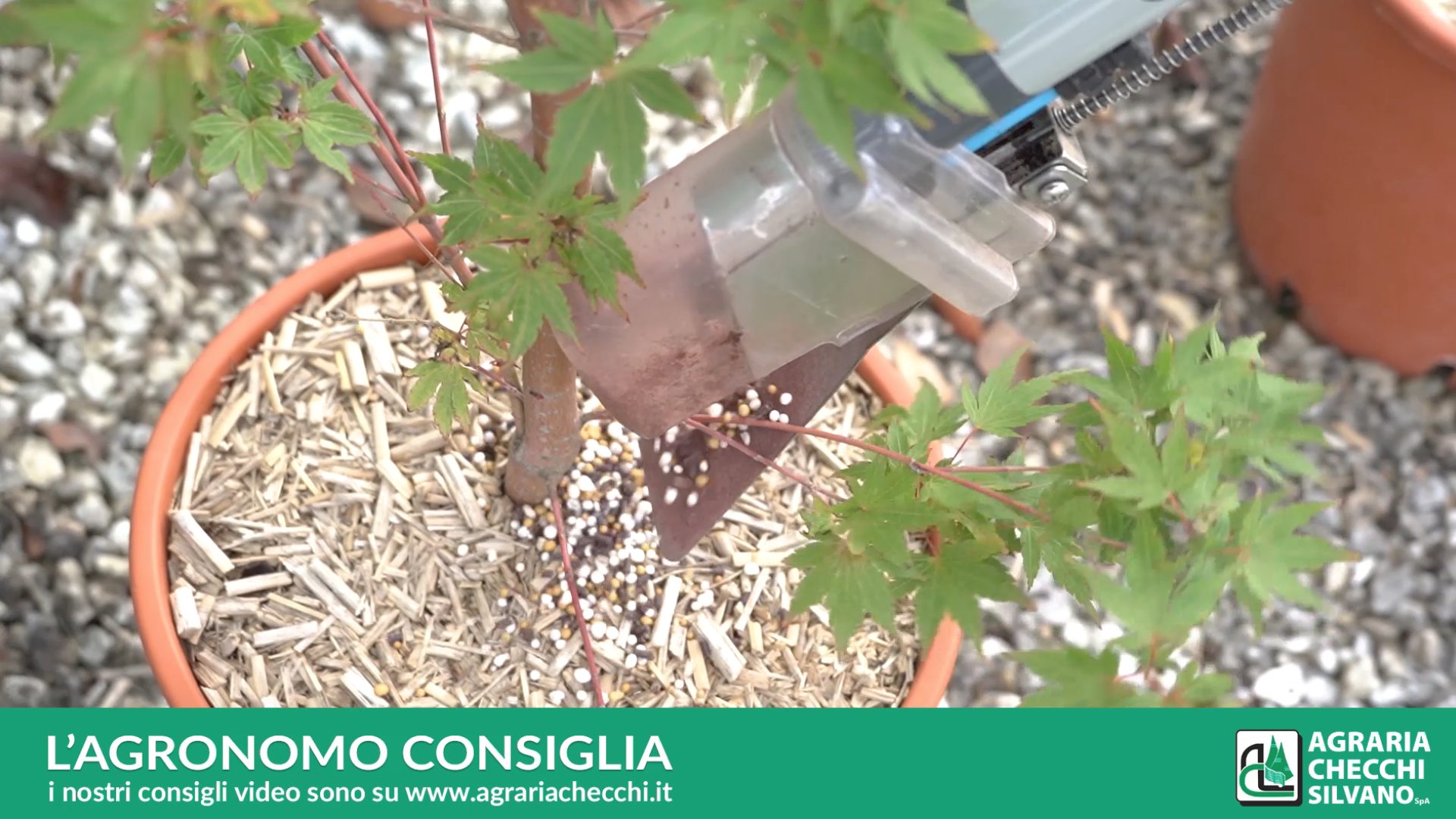 Mosca dell'olivo trattamento