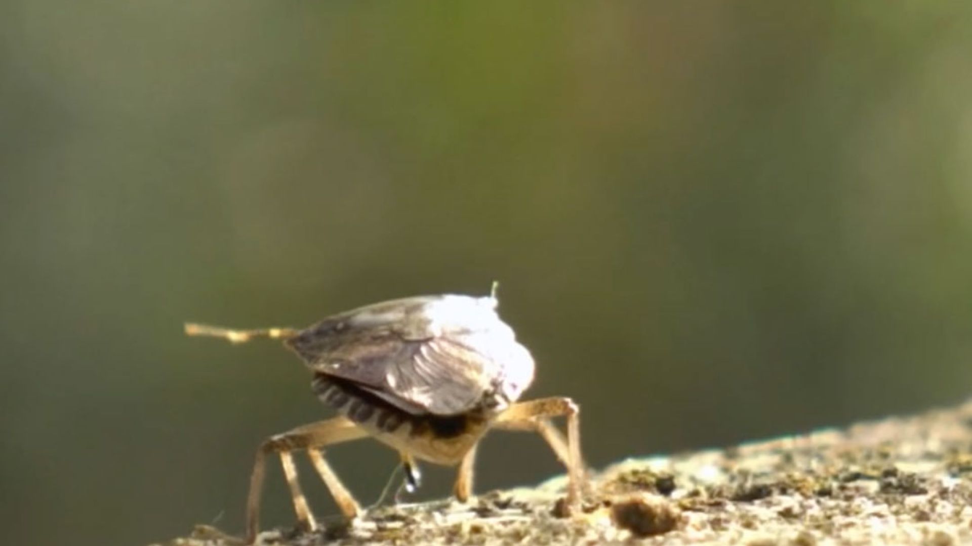 combattere la cimice asiatica